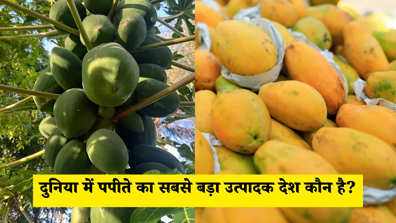 दुनिया में पपीते का सबसे बड़ा उत्पादक देश कौन-सा है, जानें नाम 1 दुनिया में पपीते का सबसे बड़ा उत्पादक देश कौन है?